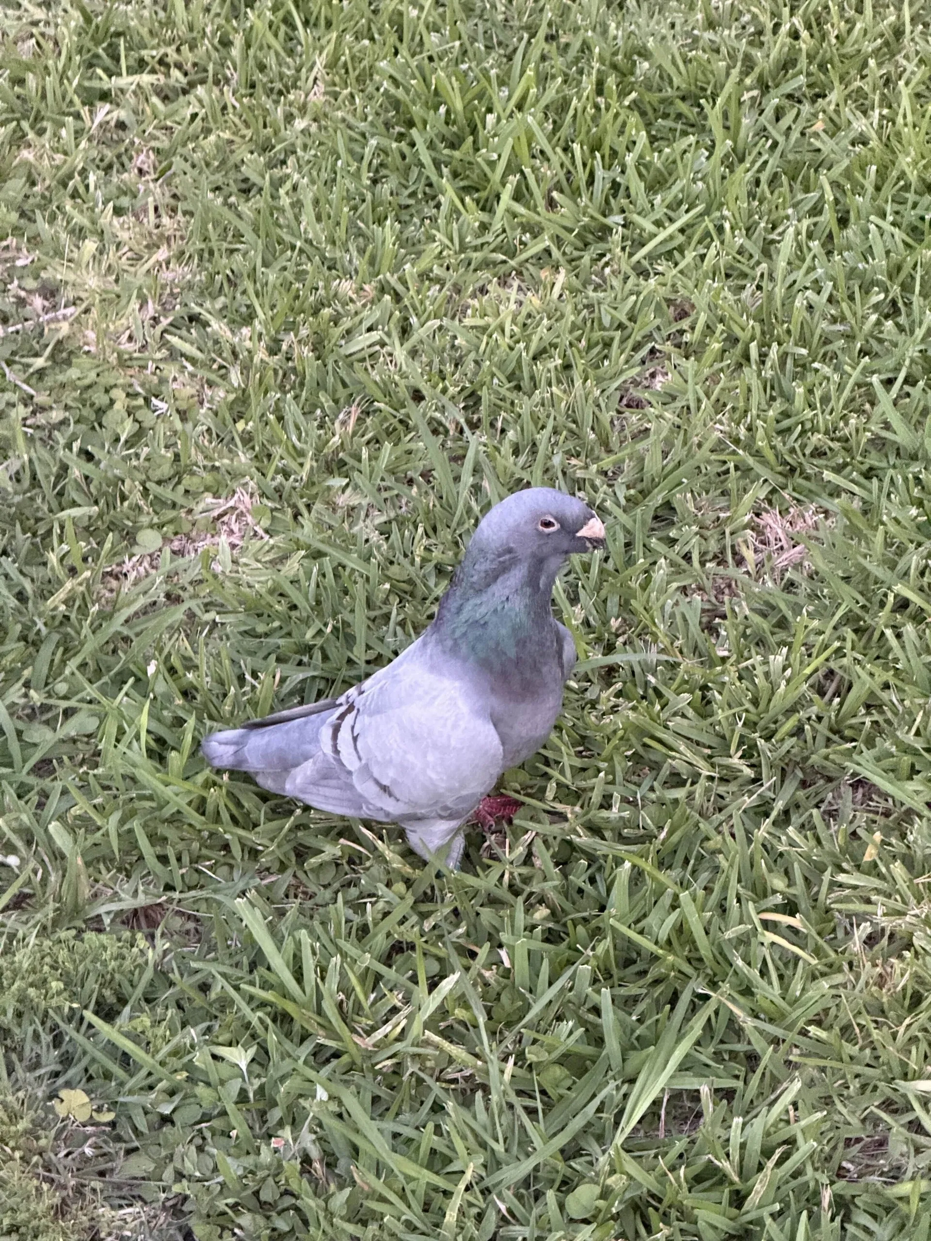 regulation pigeon